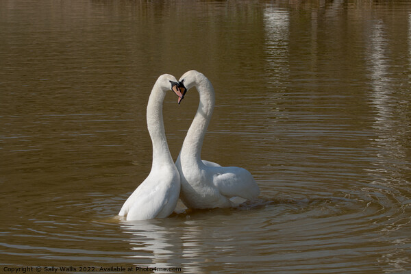 Post Coital Swans Picture Board by Sally Wallis