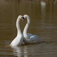 Buy canvas prints of Post Coital Swans by Sally Wallis