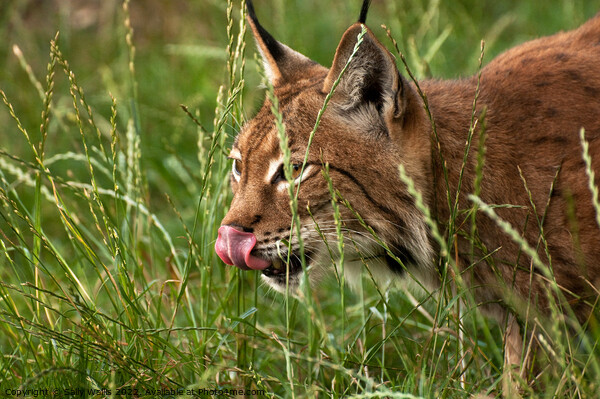 Lynx stalking Picture Board by Sally Wallis