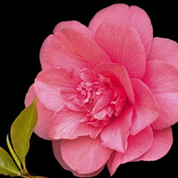 Buy canvas prints of Double Pink Camelia by Sally Wallis
