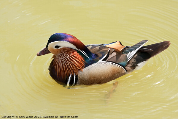 Brightly colored Mandarin Duck Picture Board by Sally Wallis