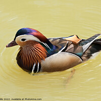 Buy canvas prints of Brightly colored Mandarin Duck by Sally Wallis