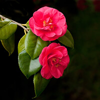 Buy canvas prints of Two Dark Pink Camelias by Sally Wallis