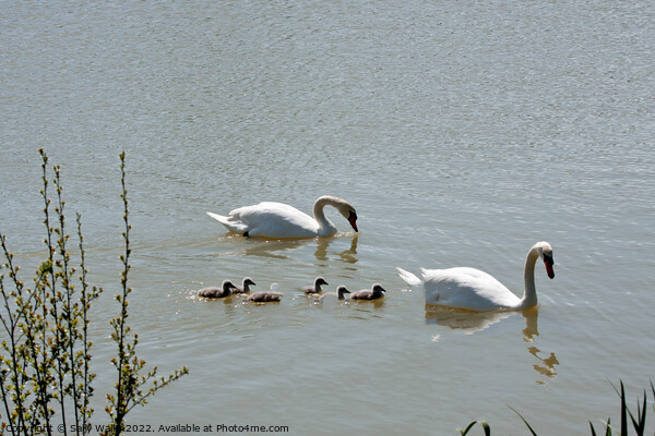 family of swans with cygnets Picture Board by Sally Wallis