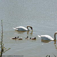 Buy canvas prints of family of swans with cygnets by Sally Wallis