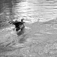 Buy canvas prints of greylag goose landing on lake by Sally Wallis