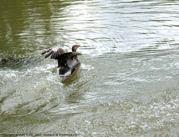 greylag goose landing on lake Picture Board by Sally Wallis