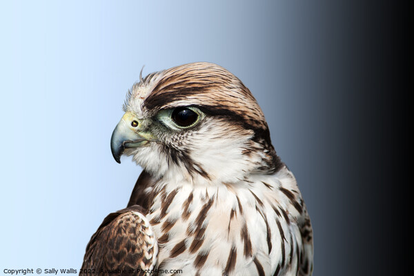 Saker Falcon Head Picture Board by Sally Wallis