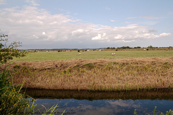 Recently cleared waterway across Sussex Marshes Picture Board by Sally Wallis
