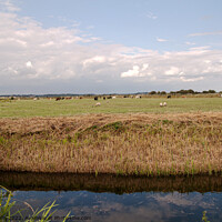 Buy canvas prints of Recently cleared waterway across Sussex Marshes by Sally Wallis