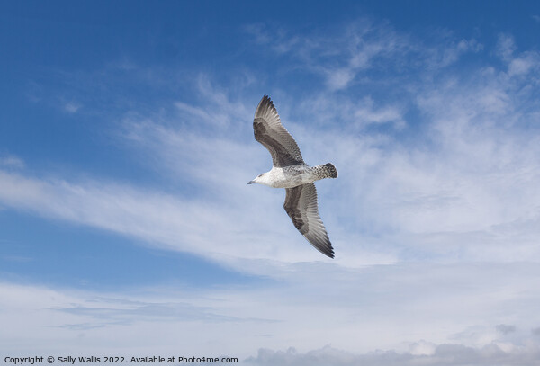 Herring gull flying against blue sky Picture Board by Sally Wallis