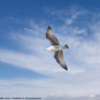 Buy canvas prints of Herring gull flying against blue sky by Sally Wallis