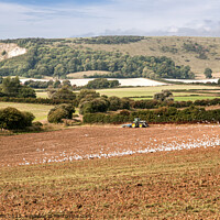 Buy canvas prints of Flock of seagulls on ploughed field by Sally Wallis
