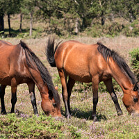 Buy canvas prints of New Forest Ponies grazing on heather by Sally Wallis