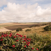 Buy canvas prints of Downland scrubland and fields  by Sally Wallis