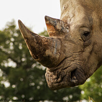 Buy canvas prints of Focus on Rhino horn by Sally Wallis