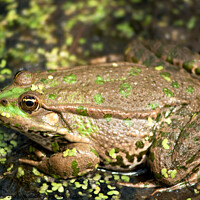 Buy canvas prints of Bullfrog camouflaged by Sally Wallis