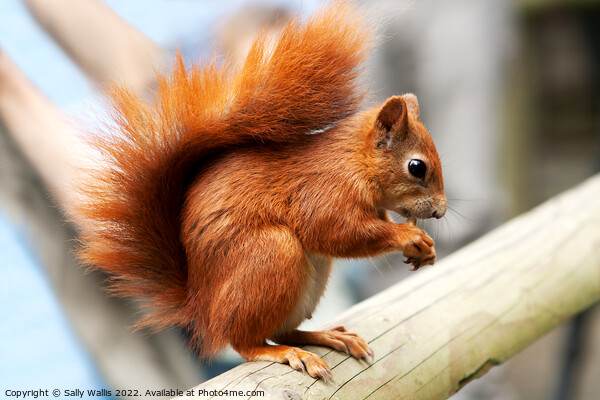red squirrel on beam Picture Board by Sally Wallis