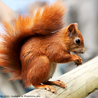 Buy canvas prints of red squirrel on beam by Sally Wallis