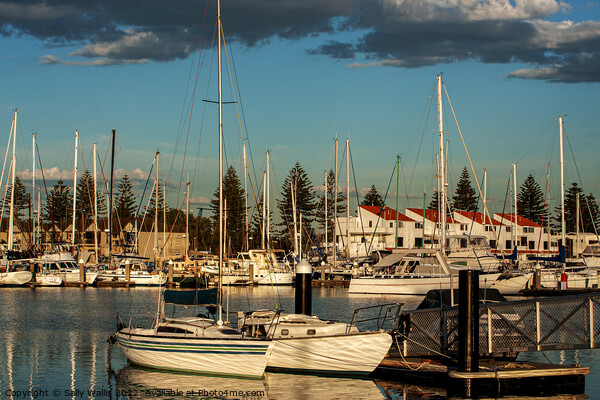 Adelaide Yacht Marina in evening light Picture Board by Sally Wallis