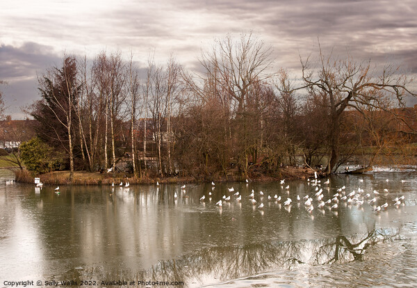 Seagulls on frozen pond Picture Board by Sally Wallis