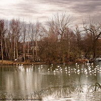 Buy canvas prints of Seagulls on frozen pond by Sally Wallis