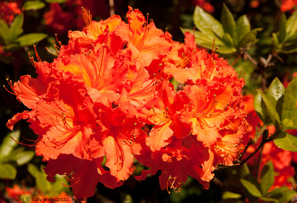 Vibrant orange rhododendron Picture Board by Sally Wallis
