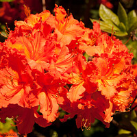Buy canvas prints of Vibrant orange rhododendron by Sally Wallis