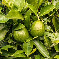 Buy canvas prints of Limes growing on tree by Sally Wallis