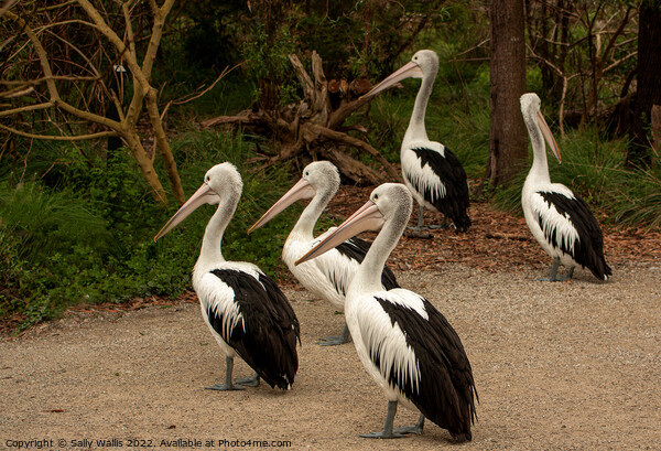 Pelicans Crossing Picture Board by Sally Wallis
