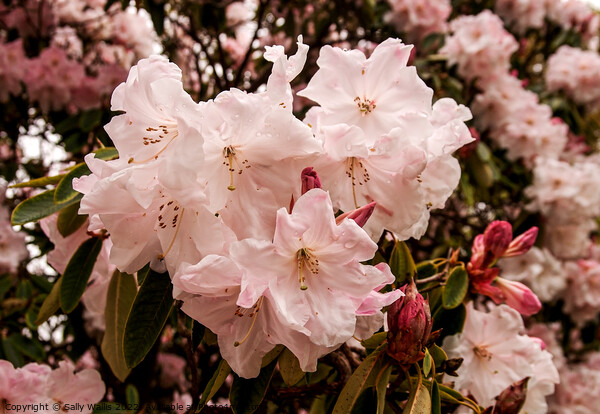 blown pink rhododendron Picture Board by Sally Wallis