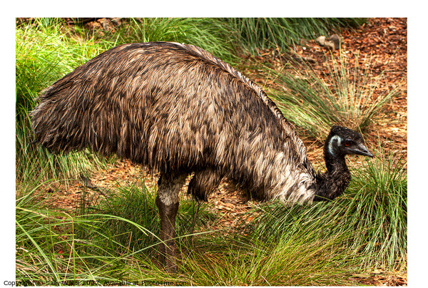 Emu, flightless bird Picture Board by Sally Wallis