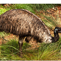 Buy canvas prints of Emu, flightless bird by Sally Wallis