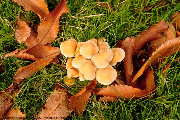 cluster of fungus among leaves Picture Board by Sally Wallis
