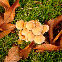 Buy canvas prints of cluster of fungus among leaves by Sally Wallis