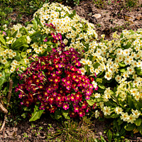 Buy canvas prints of a cluster of coloured primroses by Sally Wallis