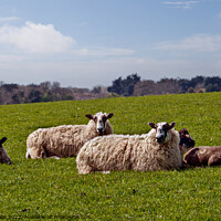 Buy canvas prints of Jacob Sheep on Downs by Sally Wallis