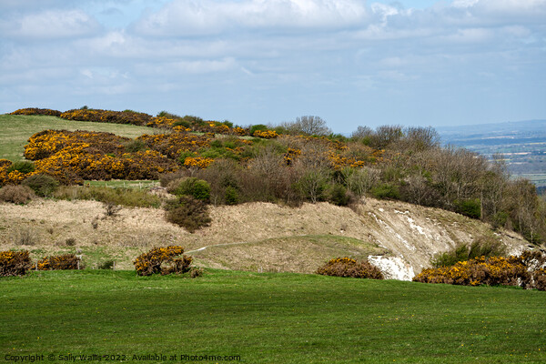 Gorse bushes on South Downs Picture Board by Sally Wallis