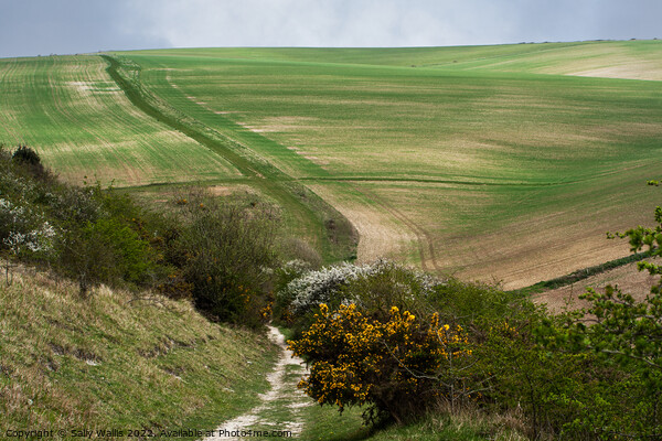 Paths across South Downs from Bo-Peep to Seaford Picture Board by Sally Wallis