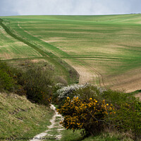 Buy canvas prints of Paths across South Downs from Bo-Peep to Seaford by Sally Wallis