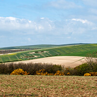 Buy canvas prints of Spring crops on the South Downs by Sally Wallis