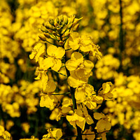 Buy canvas prints of focus on rape seed plant by Sally Wallis