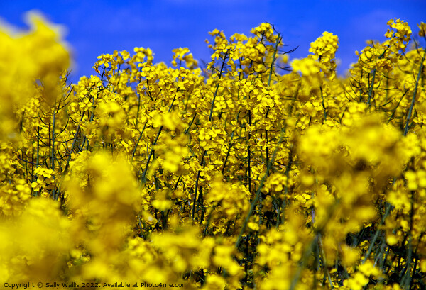 Bright yellow close-up of oilseed rape Picture Board by Sally Wallis