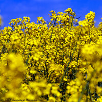 Buy canvas prints of Bright yellow close-up of oilseed rape by Sally Wallis