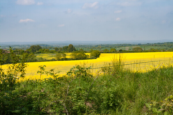 Looking across fields of Bright Yellow crops Picture Board by Sally Wallis