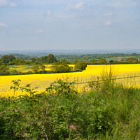 Buy canvas prints of Looking across fields of Bright Yellow crops by Sally Wallis