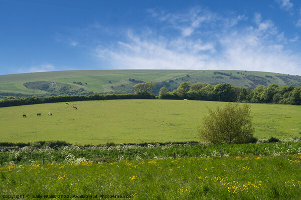 distant cattle grazing on South Downs Picture Board by Sally Wallis