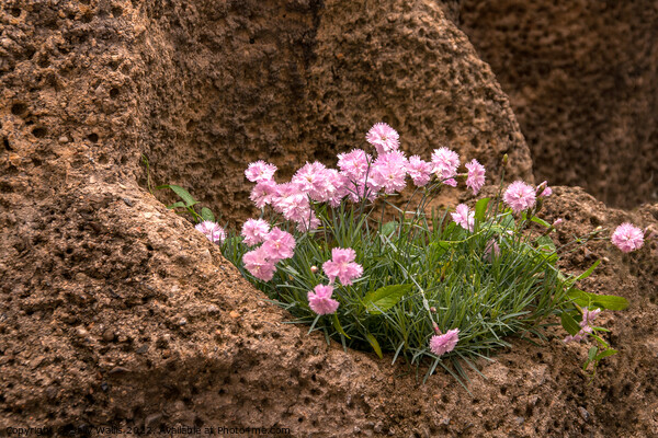 Dianthus growing in rocks Picture Board by Sally Wallis
