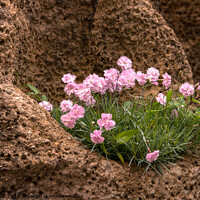 Buy canvas prints of Dianthus growing in rocks by Sally Wallis