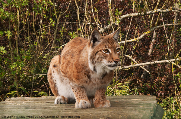 Lynx, wild cat, watching Picture Board by Sally Wallis
